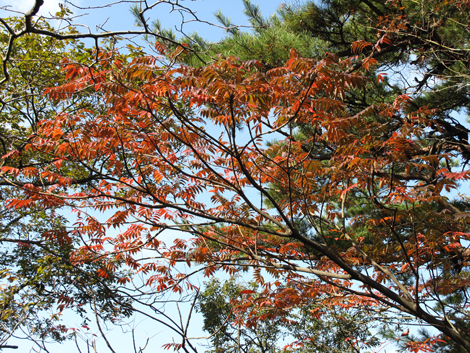 20131116hike (217)